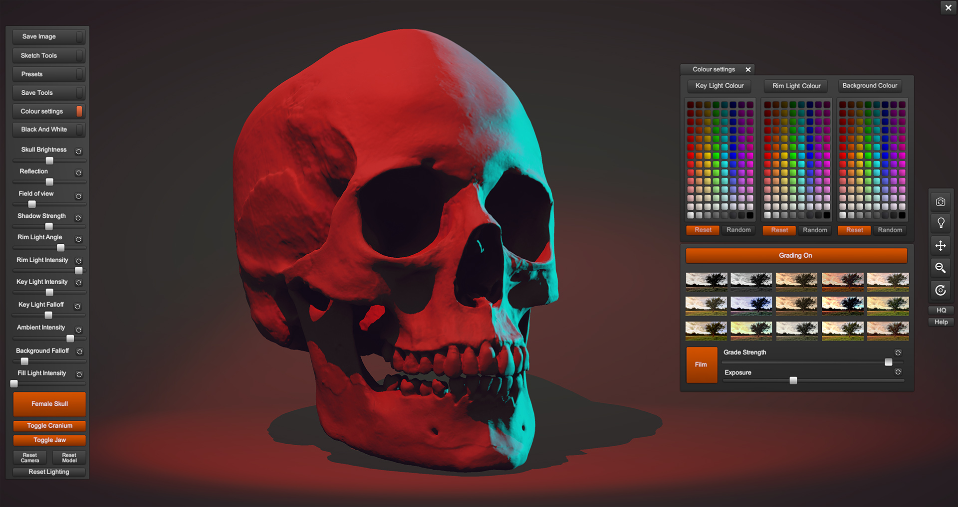 Virtual skulls: Skull Sketcher Software